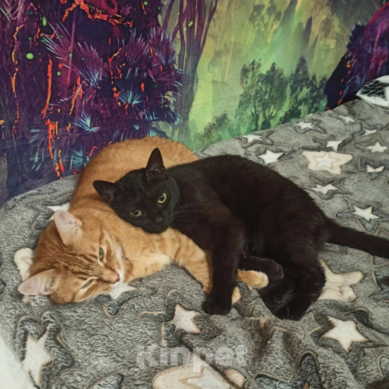 Кошки в Санкт-Петербурге: Потерялась кошка!! Девочка, 2 000 руб. - фото 4