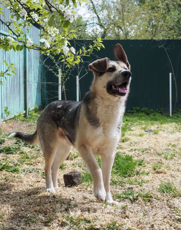 Собаки в Люберцах: Ищет дом чудесный Малыш Мальчик, Бесплатно - фото 4