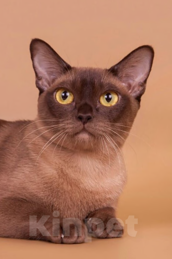 Кошки в Санкт-Петербурге: Бурманский котенок ( шоколад ) Мальчик, 33 000 руб. - фото 10