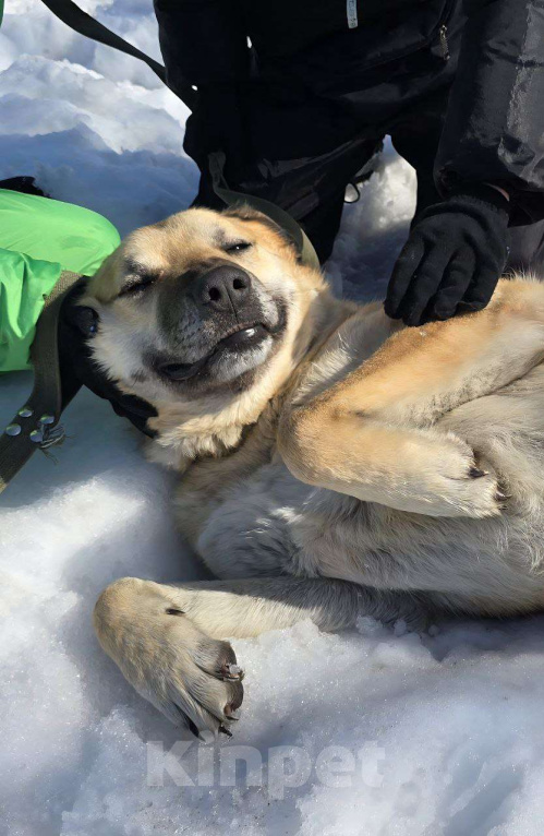 Собаки в Королеве: Велес. Приют Зоодом. Мальчик, Бесплатно - фото 1