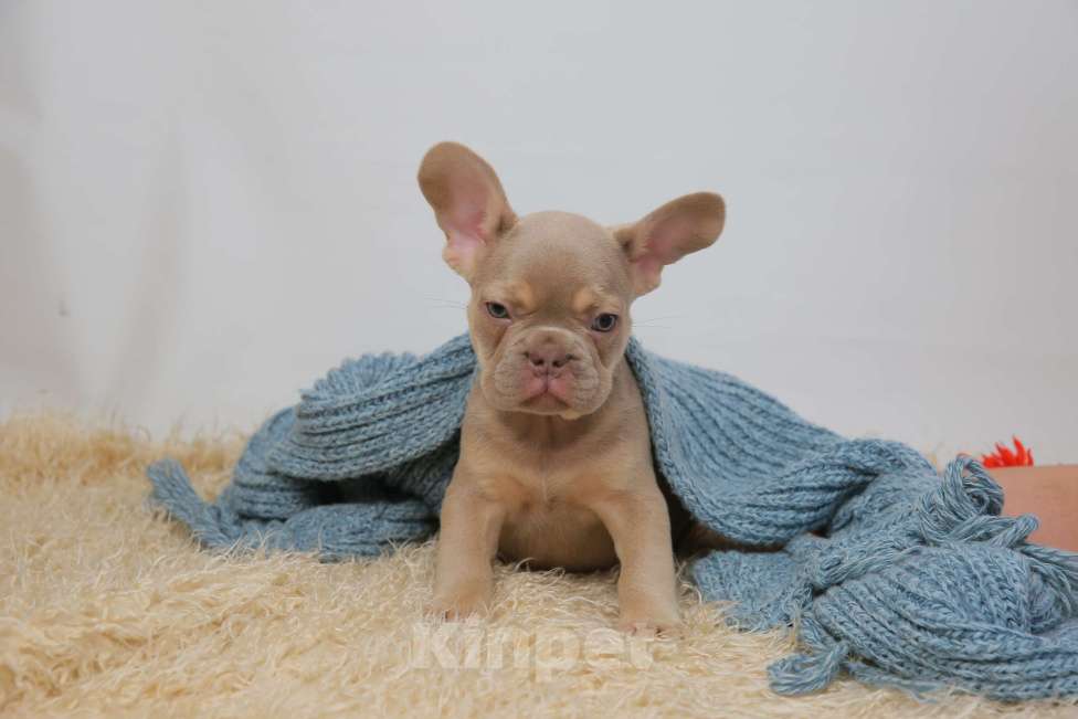 Собаки в Москве: щенки французского бульдога Мальчик, Бесплатно - фото 3
