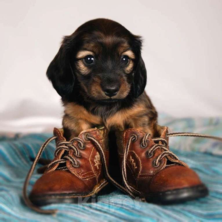 Собаки в Москве: Элвин - рыжий бурундук Мальчик, 125 000 руб. - фото 4