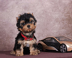 Собаки в Люберцах: Йоркширский терьер курносый  Юджет Мальчик, 50 000 руб. - фото 1