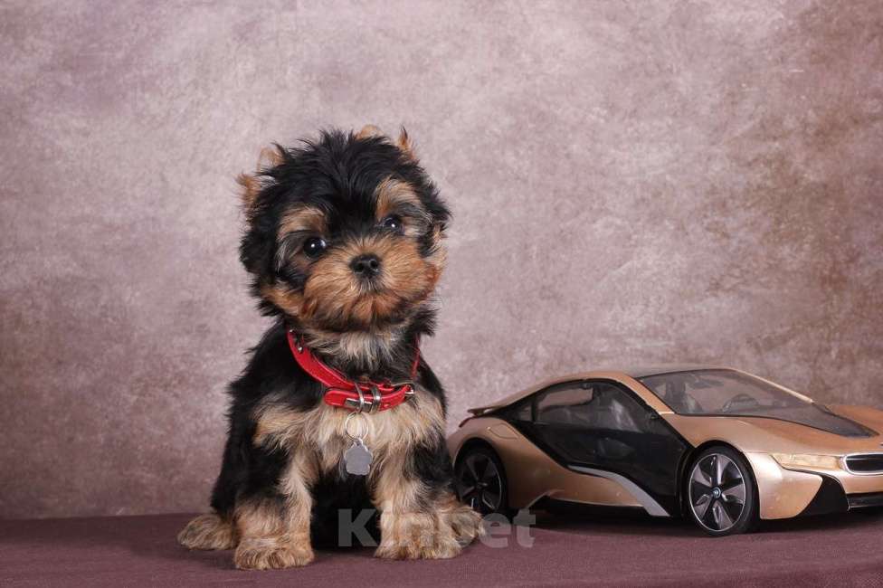 Собаки в Люберцах: Йоркширский терьер курносый  Юджет Мальчик, 50 000 руб. - фото 1