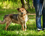 Собаки в Москве: Солнечный пёс Мишка Мальчик, Бесплатно - фото 4