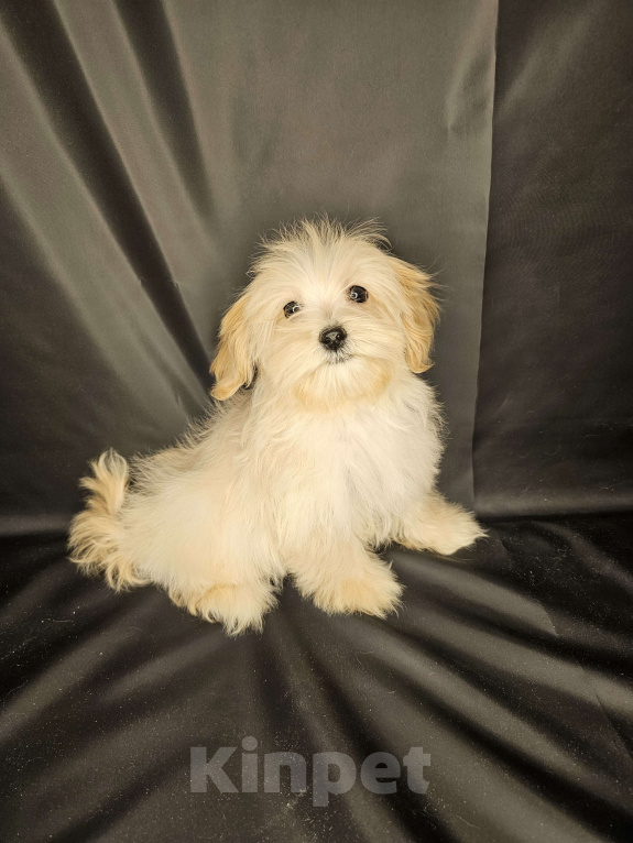 Собаки в Москве: Мальтипу щенок мальчик Мальчик, 80 000 руб. - фото 3