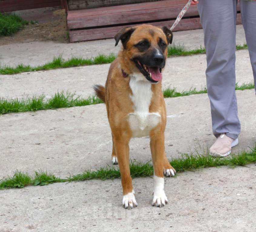 Собаки в Москве: Тоша очень хочет стать домашним Мальчик, Бесплатно - фото 7