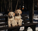 Собаки в Москве: Щенки золотистого ретривера  Девочка, 50 000 руб. - фото 7