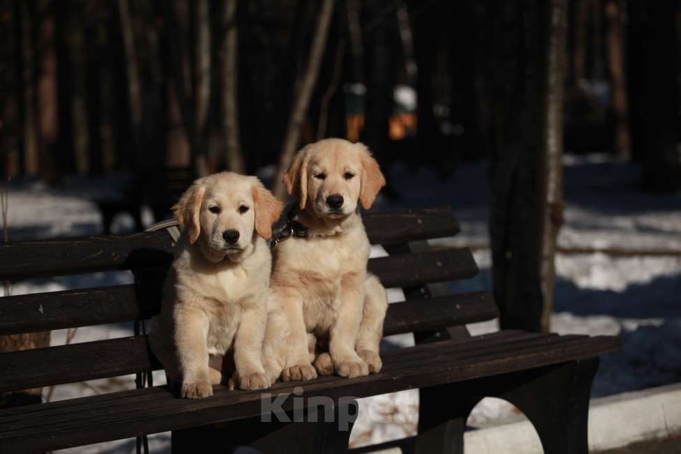 Собаки в Москве: Щенки золотистого ретривера  Девочка, 50 000 руб. - фото 7