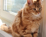 Кошки в Балашихе: Котята мейнкунята Мальчик, 40 000 руб. - фото 5