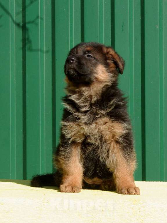 Собаки в других городах Московской области: Щенок немецкой овчарки Девочка, 60 000 руб. - фото 4
