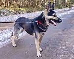 Собаки в Санкт-Петербурге: Молодой пёс ВЕО в ответственную семью Мальчик, Бесплатно - фото 1