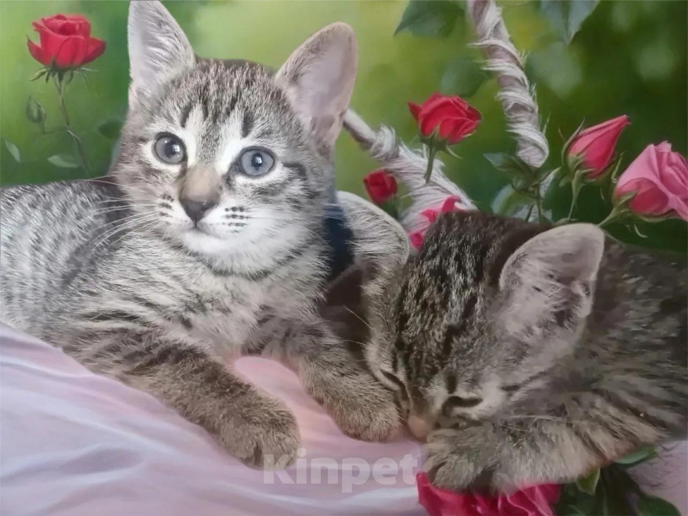 Кошки в Москве: Котенок Девочка в добрые ручки Девочка, 15 руб. - фото 4