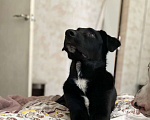 Собаки в Ивантеевке: Щенок лабрадор помесь Мальчик, 4 руб. - фото 5