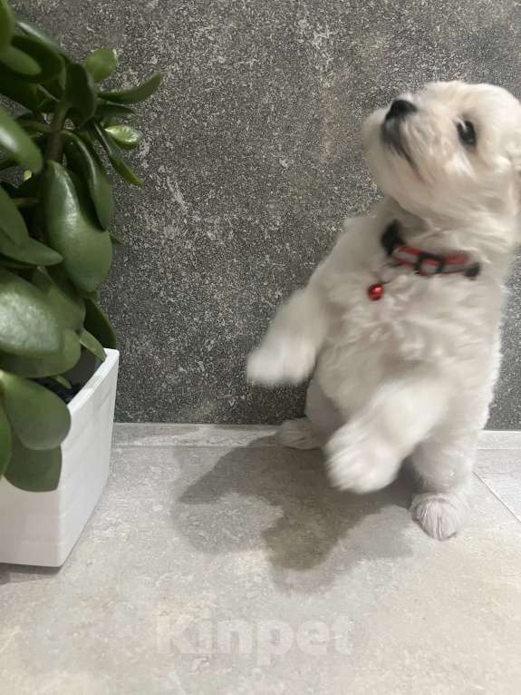 Собаки в других городах Ленинградской области: Мальтипу F1 Мальчик, 99 000 руб. - фото 4