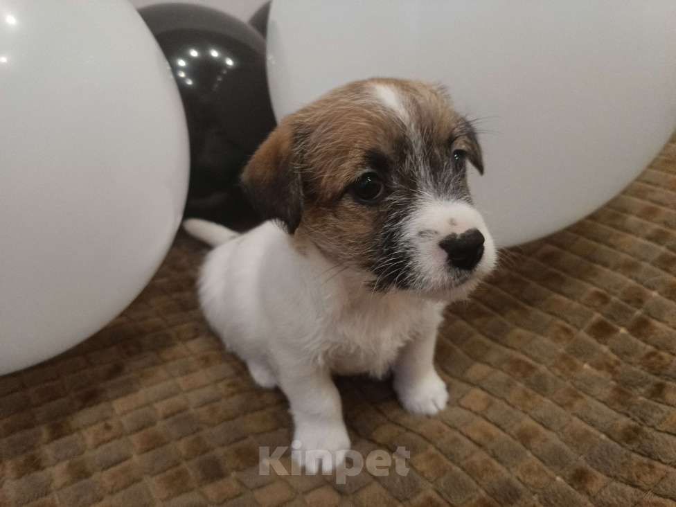 Собаки в Москве: Джек Рассел терьер Девочка, 25 000 руб. - фото 8