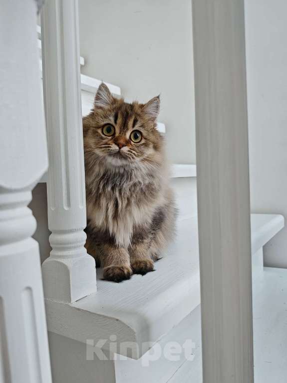 Кошки в Москве: Длинношертсная шотландская кошечка Девочка, 50 000 руб. - фото 5
