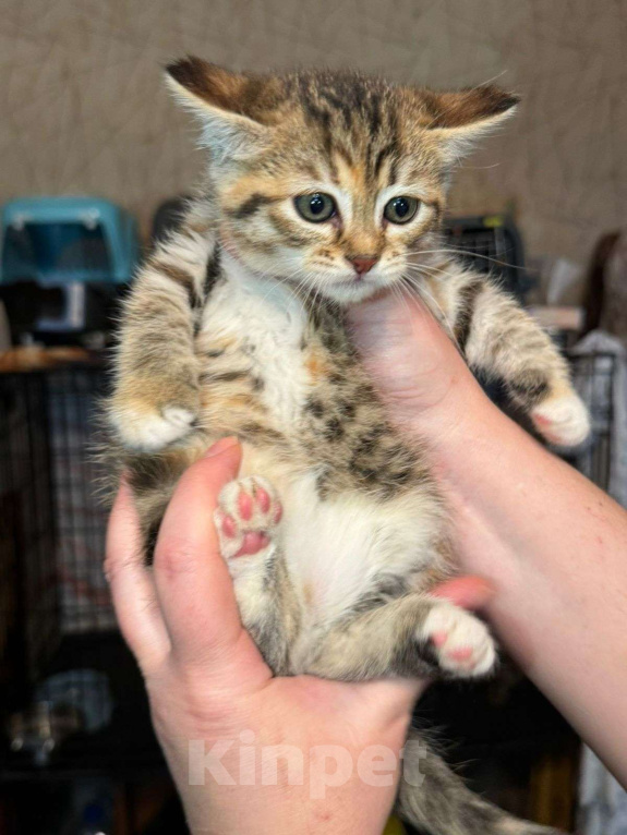 Кошки в Москве: Котёнок Пачуля в добрые руки  Девочка, Бесплатно - фото 3