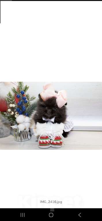 Собаки в Самаре: Продажа щенков Девочка, 70 000 руб. - фото 5