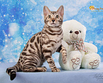 Кошки в Москве: Снежный бенгальский котенок. Девочка. Девочка, 40 000 руб. - фото 1