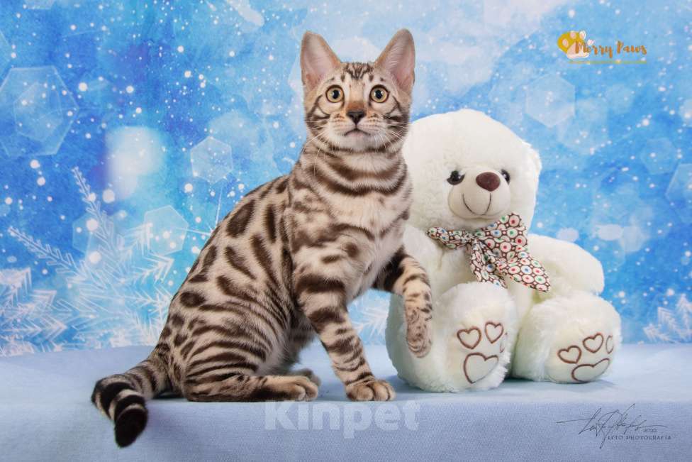 Кошки в Москве: Снежный бенгальский котенок. Девочка. Девочка, 40 000 руб. - фото 1