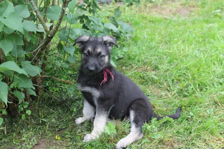 Собаки в Москве: Щенки восточноевропейской овчарки  Девочка, 40 000 руб. - фото 8