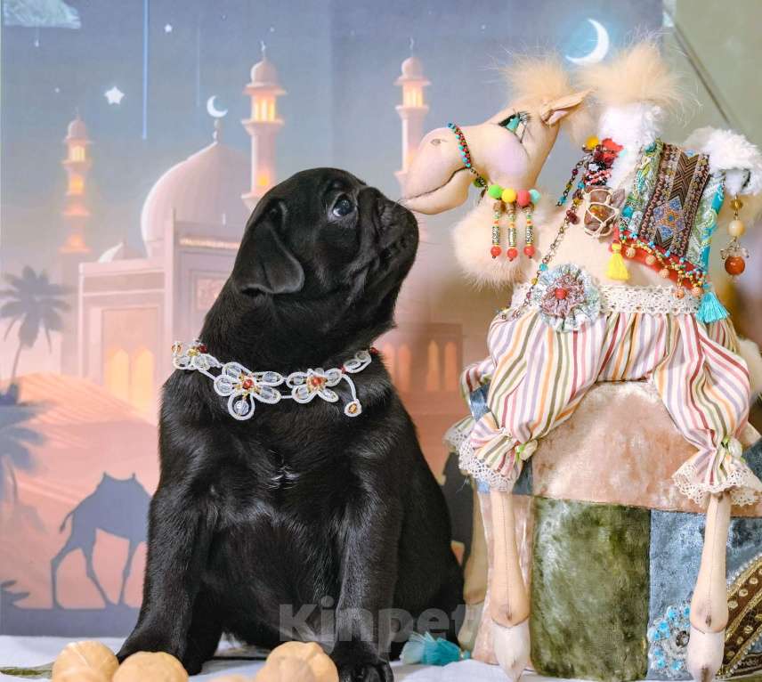 Собаки в Москве: Мопс ( девочка )-Шамаханская Царица. Девочка, 60 000 руб. - фото 4