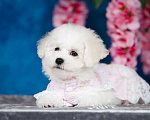 Собаки в Новосибирске: Бишон фризе. Девочка, 150 000 руб. - фото 2