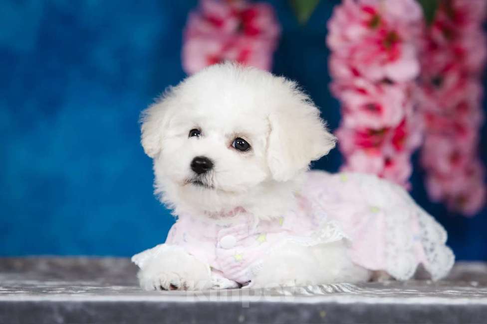 Собаки в Новосибирске: Бишон фризе. Девочка, 150 000 руб. - фото 2