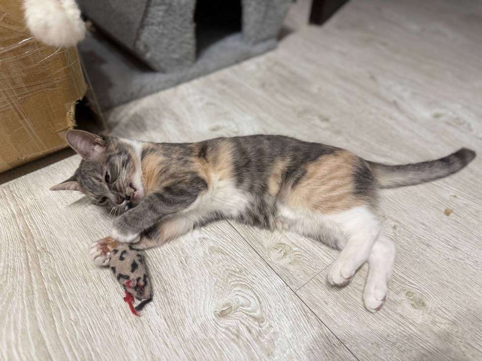 Кошки в Санкт-Петербурге: Котята в добрые руки Девочка, Бесплатно - фото 5