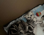 Кошки в Кемерово: Шотландские котята Девочка, 5 000 руб. - фото 6