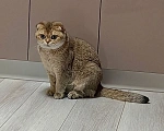 Кошки в Москве: Королевна ищет новый дом и ответственных людей Девочка, 15 000 руб. - фото 7