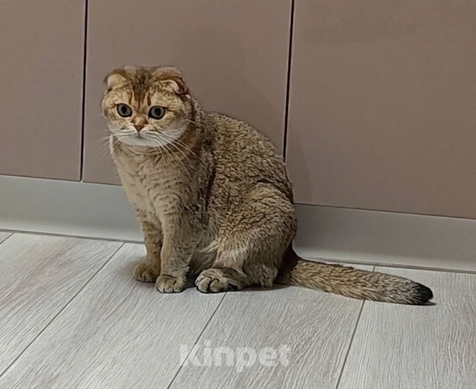 Кошки в Москве: Королевна ищет новый дом и ответственных людей Девочка, 15 000 руб. - фото 7