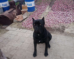 Собаки в Новокубанске: Вязка Кане корсо, Бесплатно - фото 9