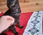 Кошки в Карачеве: Ириска в добрые руки, Бесплатно - фото 1