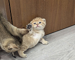 Кошки в Подольске: Шотландские и британские котята Девочка, Бесплатно - фото 1