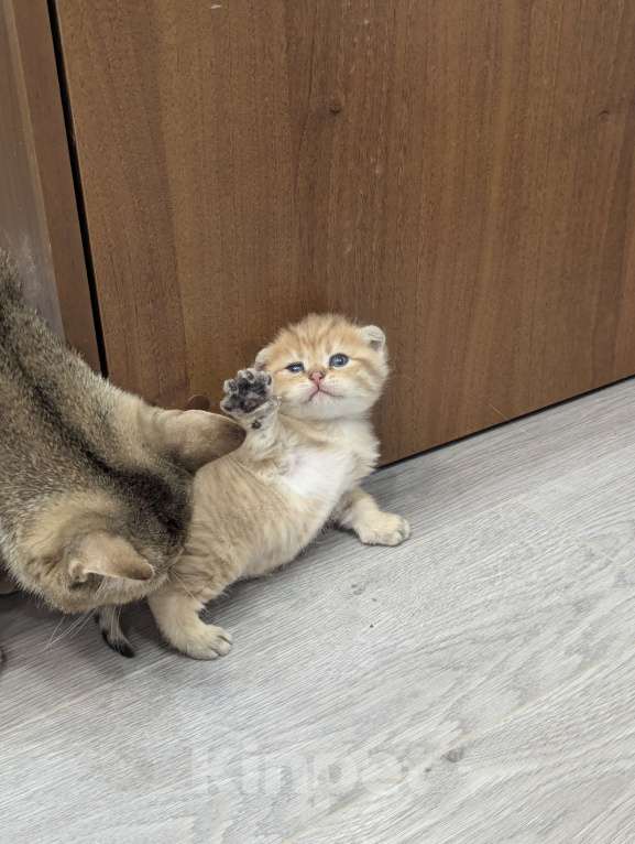 Кошки в Подольске: Шотландские и британские котята Девочка, Бесплатно - фото 1