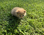 Кошки в Москве: Котенок ищет дом Мальчик, Бесплатно - фото 4