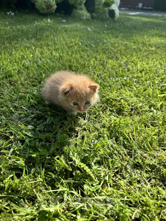 Кошки в Москве: Котенок ищет дом Мальчик, Бесплатно - фото 4