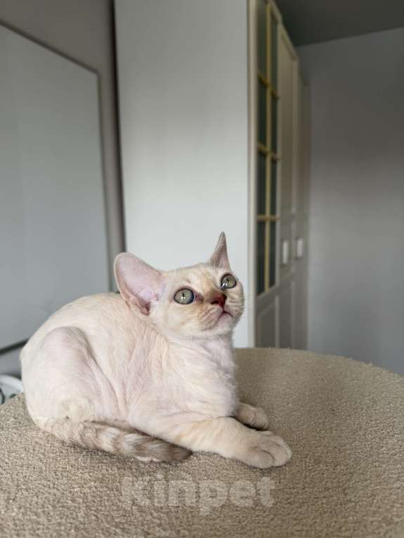 Кошки в Казани: Продаю милейших котят породы Девон Рекс. Девочка, 80 000 руб. - фото 3