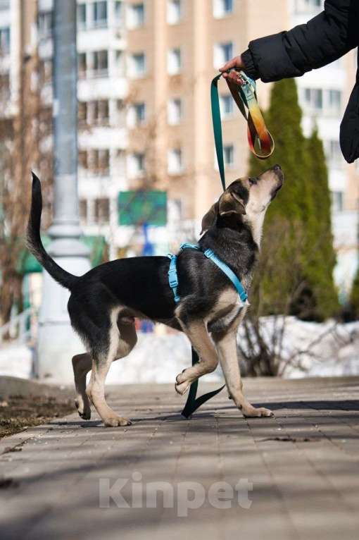 Собаки в Москве: Альмондо Мальчик, Бесплатно - фото 8