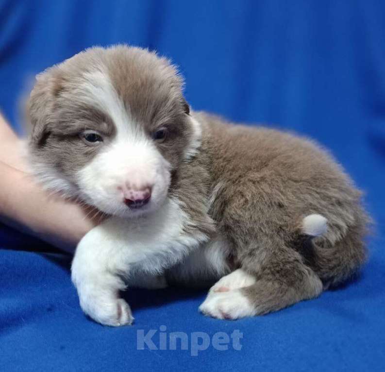 Собаки в Москве: Бордер Колли лиловый Мальчик, 100 000 руб. - фото 2