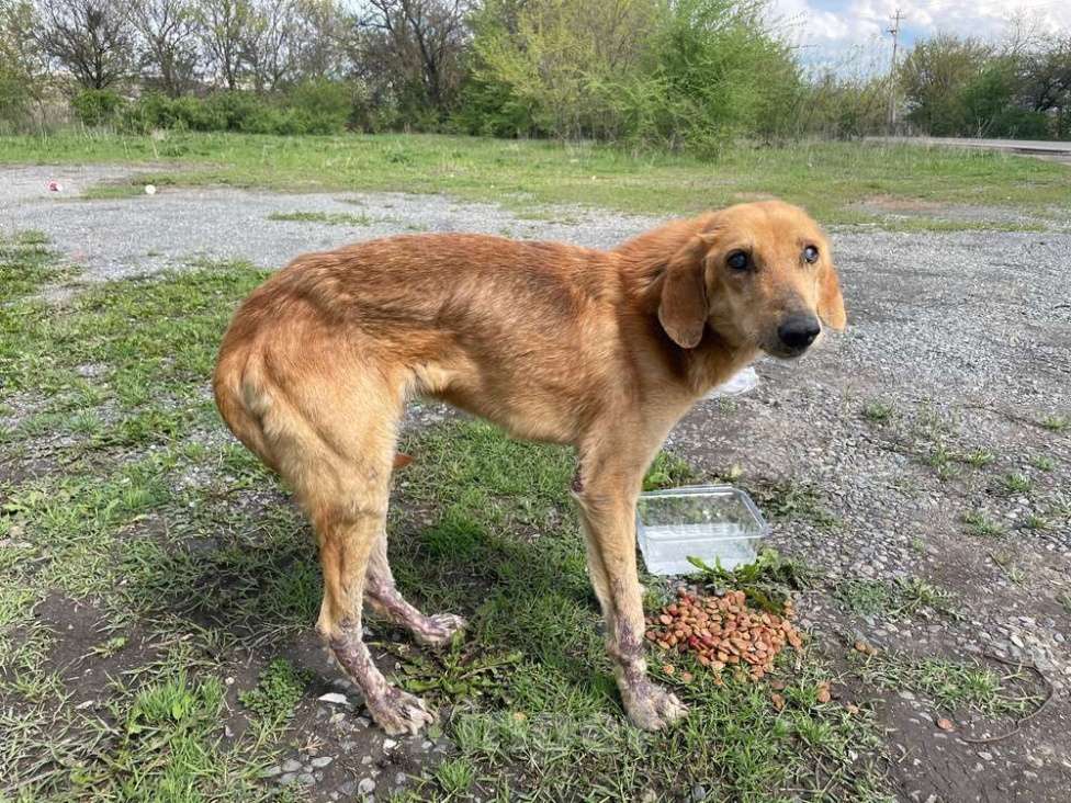 Собаки в Москве: Несчастный почти слепой пёс Малыш ищет доброе сердце Мальчик, 10 руб. - фото 1
