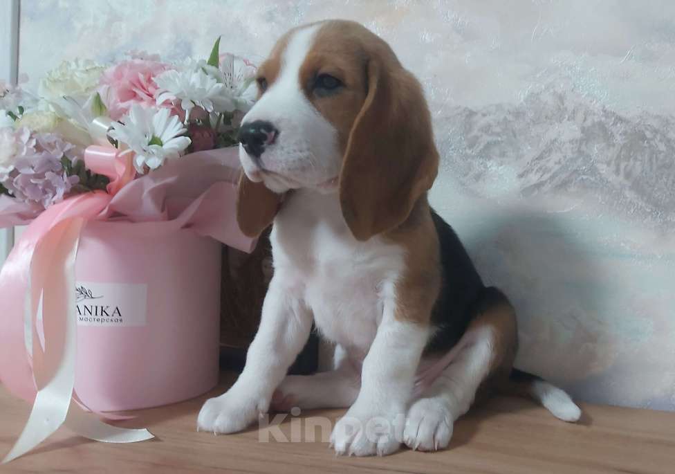 Собаки в Сызрани: Мальчик Мальчик, 40 000 руб. - фото 2