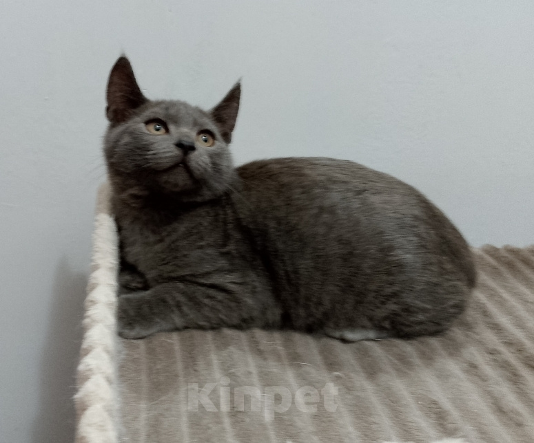 Кошки в Москве: Котенок в добрые руки Мальчик, Бесплатно - фото 4