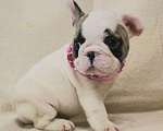 Собаки в Москве: Французский бульдог,щенок Девочка, 130 000 руб. - фото 3