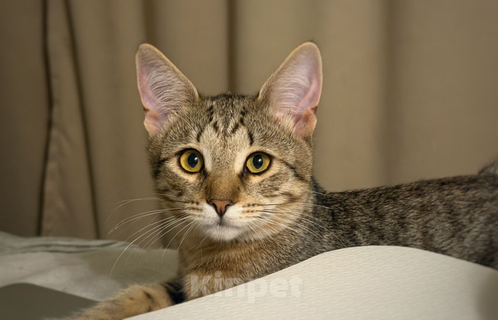 Кошки в Москве: Котёнок Фунтик в добрые руки Мальчик, Бесплатно - фото 1