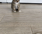 Кошки в Краснодаре: Отдам бесплатно котят Девочка, Бесплатно - фото 3
