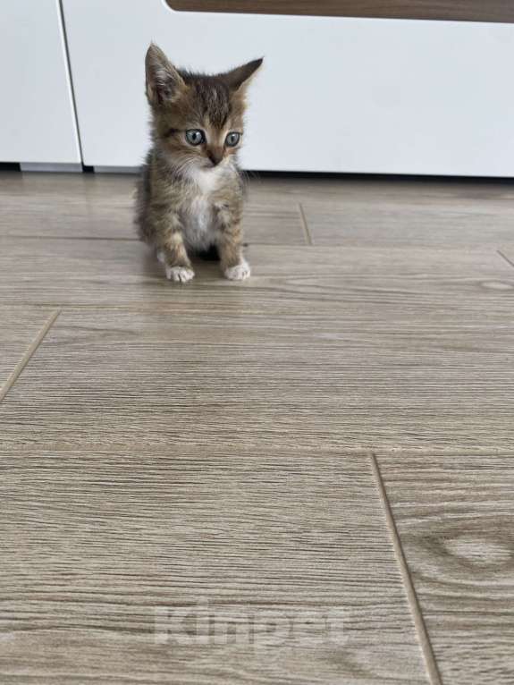 Кошки в Краснодаре: Отдам бесплатно котят Девочка, Бесплатно - фото 3
