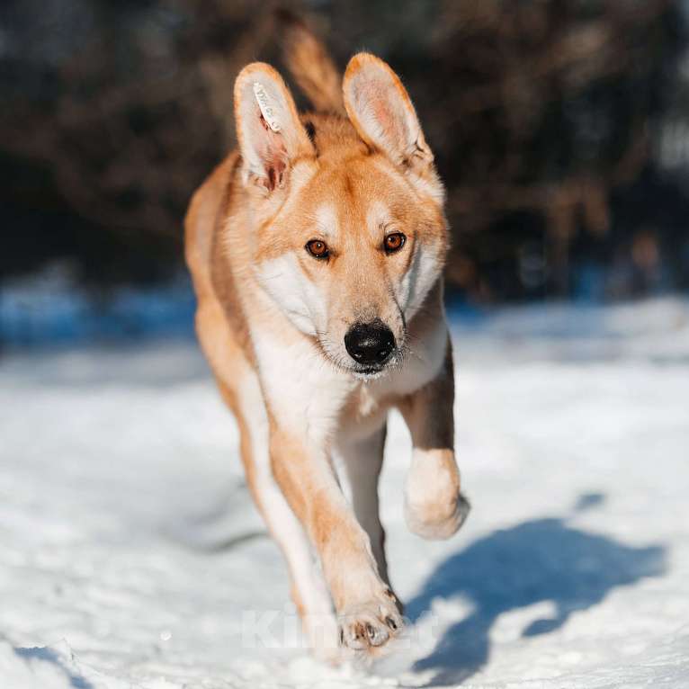Собаки в Москве: Наян Мальчик, Бесплатно - фото 2
